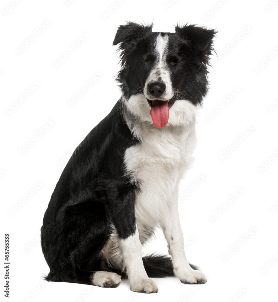 Border Collie Border Collie
