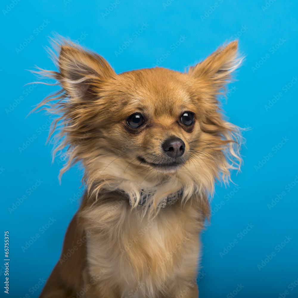Chihuahua, headshot, blue background Chihuahua, headshot, blue background