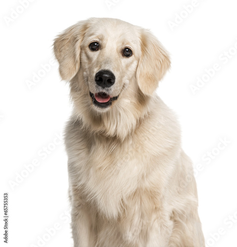 Headshot of a Golden Retriever (1 year old)