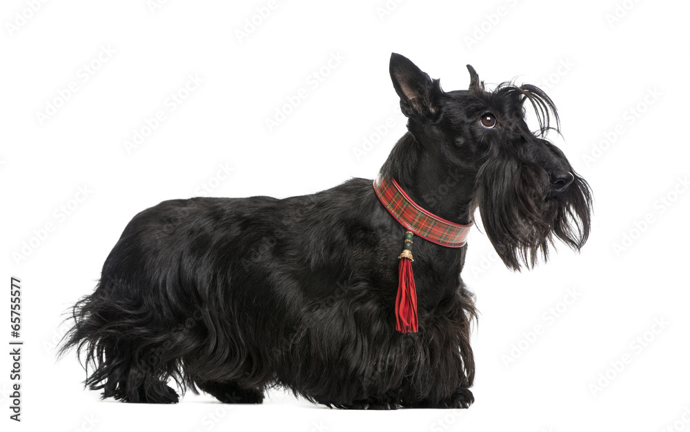 Scottish Terrier Scottish Terrier