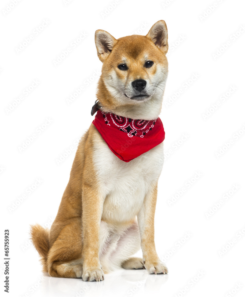 Shiba Inu wearing a red scarf (6 months old)