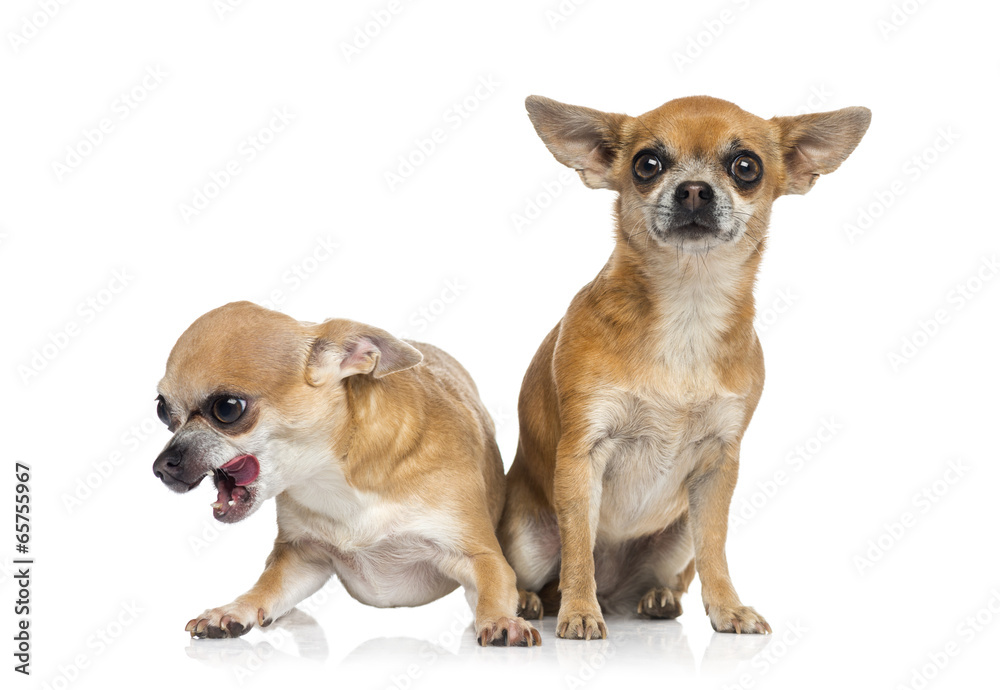 Two Chihuahuas sitting together (5 years old)