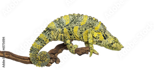 Meller s Chameleon on a branch - Trioceros melleri - isolated on