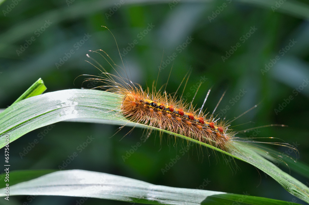 Fototapeta premium Caterpillar of gypsy moth 1