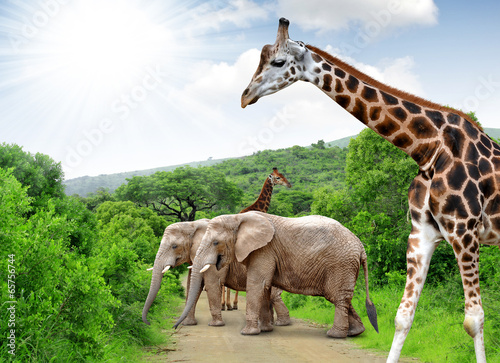 Giraffe and elephants in Kruger park South Africa
