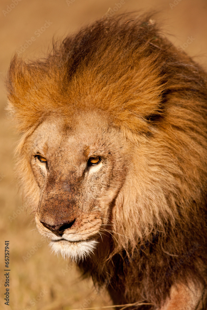 Fototapeta premium lion