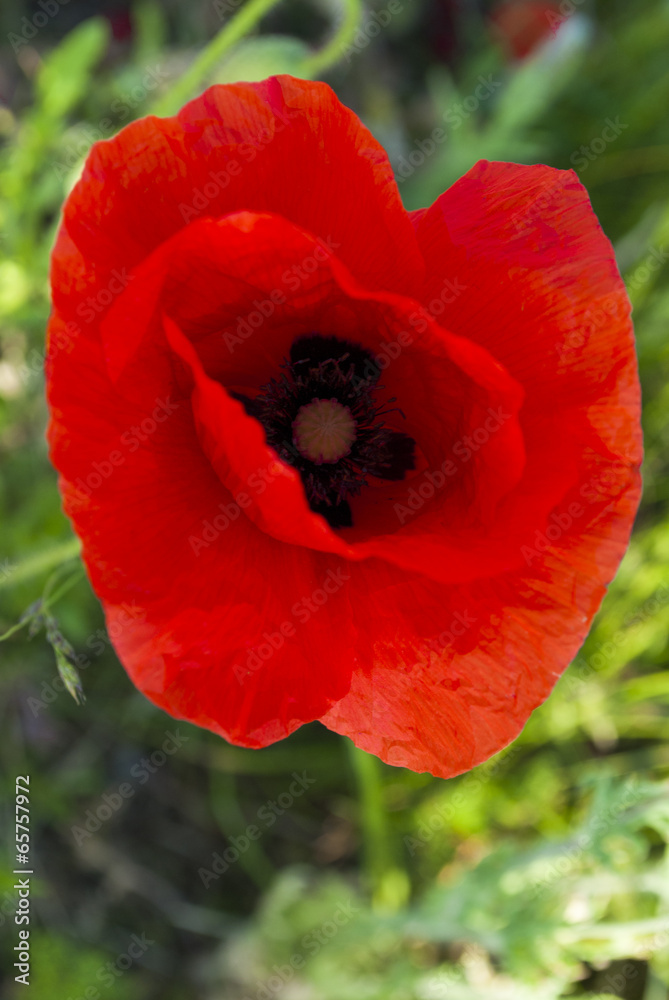Poppy in the Sun Poppy in the Sun