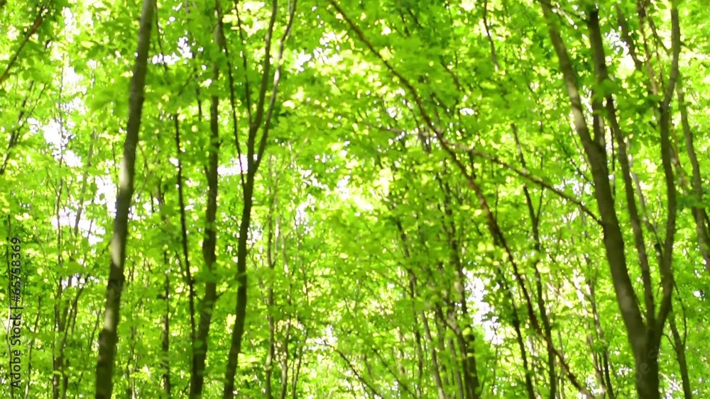 symmetric forest (trees) - shot from treetop symmetric forest (trees) - shot from treetop