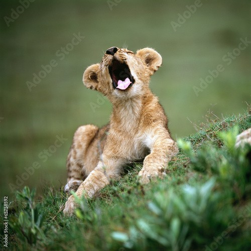 Fototapeta Naklejka Na Ścianę i Meble -  lion
