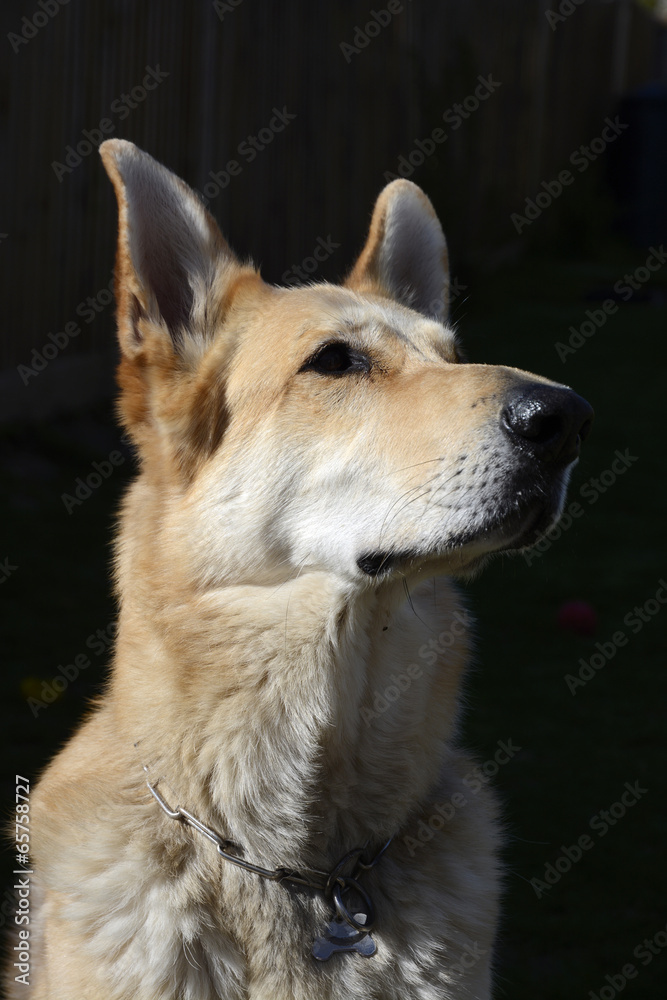 Blonde German Shepherd Dog