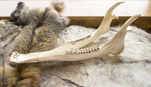 Moose Skeleton Jaw photo