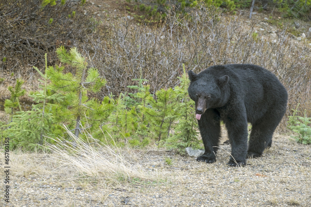North American Black Bear on the Side of the Road North American Black Bear on the Side of the Road