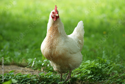 white chicken in grass - close up