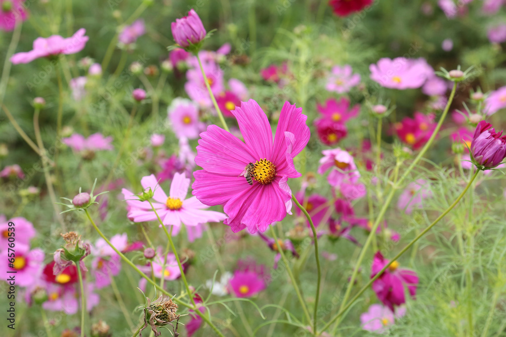 coreopsis