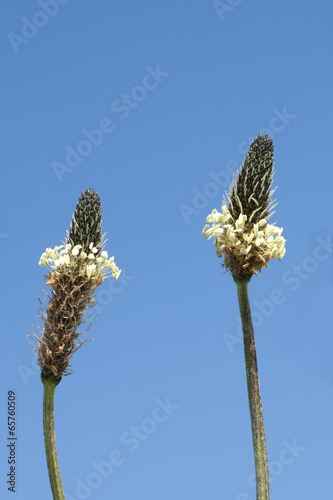 Spitzwegerich; Plantago; Lanceolata; photo