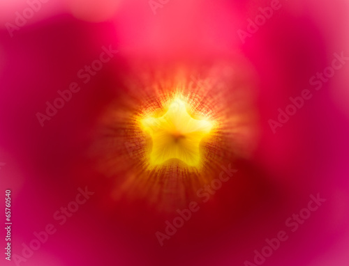 inside Purple Allamanda flower photo