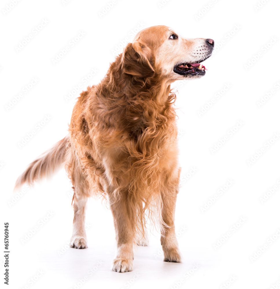 Golden retriever dog posing in studio