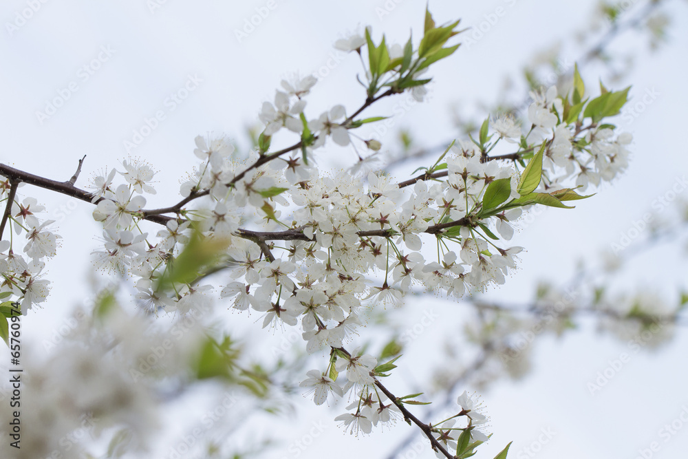 flower on the white background
