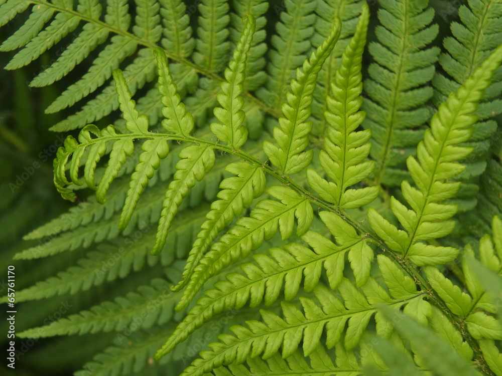 feuille fougère feuille fougère