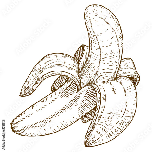 engraving illustration of banana