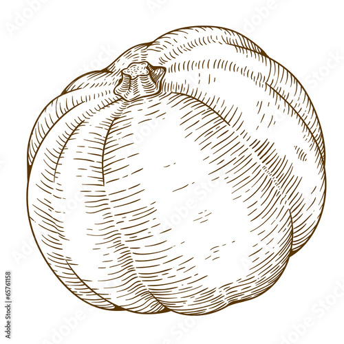 engraving illustration of big pumpkin