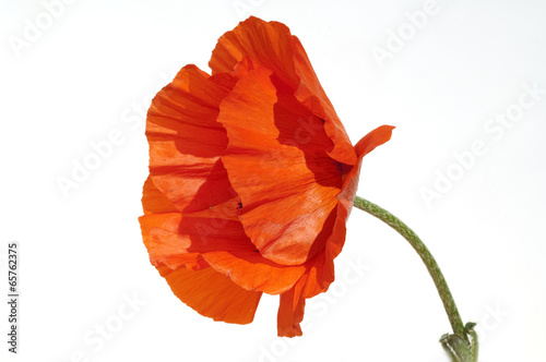 Fototapeta Naklejka Na Ścianę i Meble -  Tuerkischer; Mohn; Papaver; orientale;