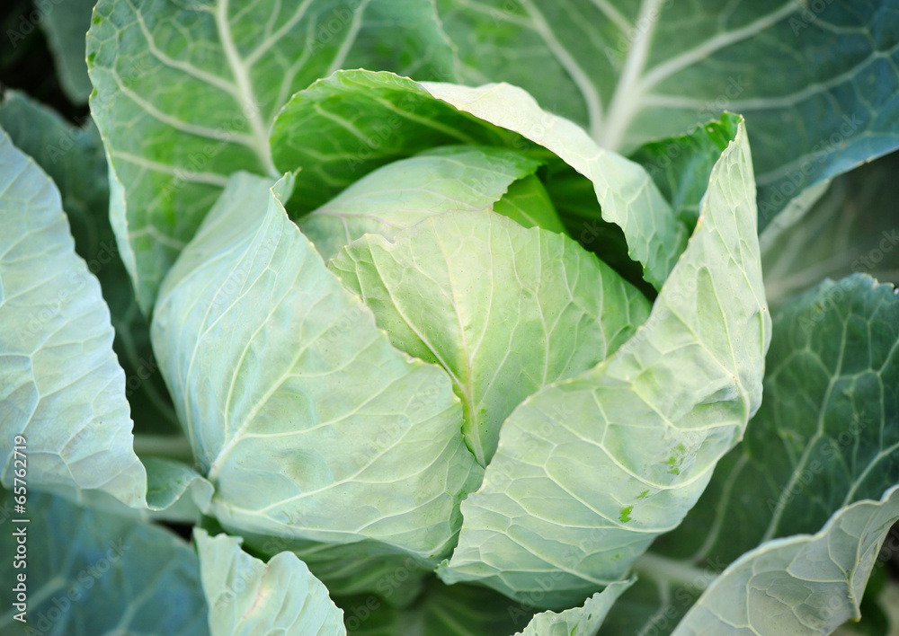 Close-up of fresh cabbage in the vegetable garden Close-up of fresh cabbage in the vegetable garden