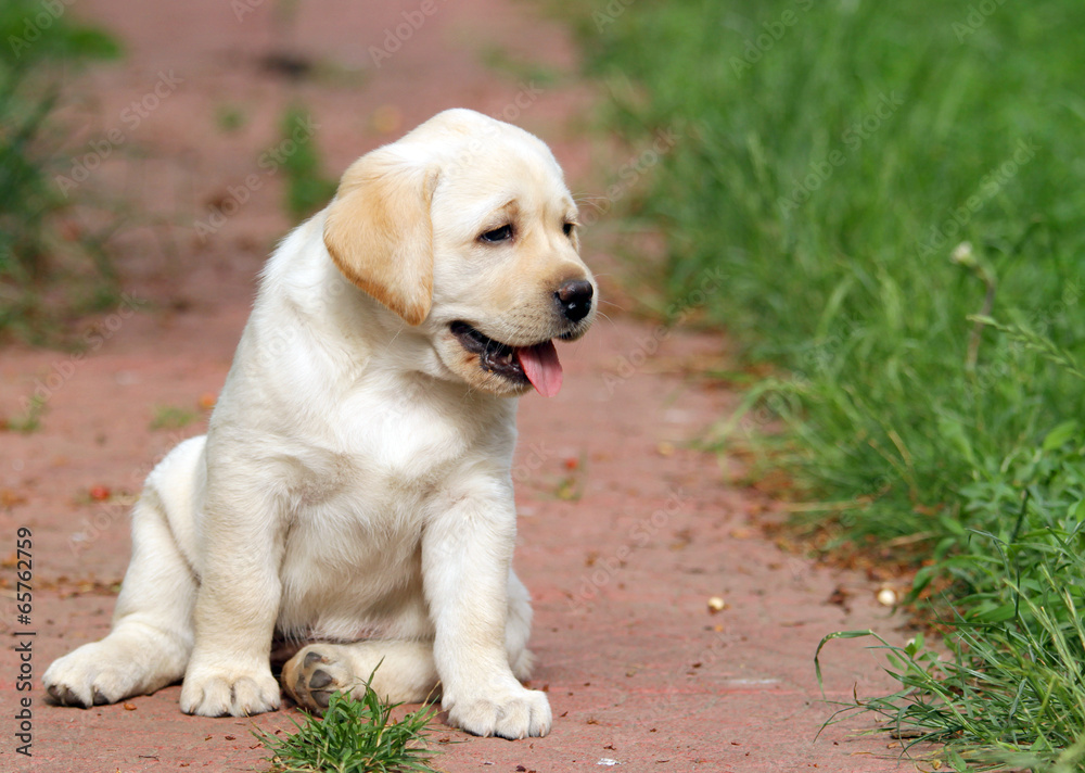 yellow labrador puppy portrait in the garden yellow labrador puppy portrait in the garden