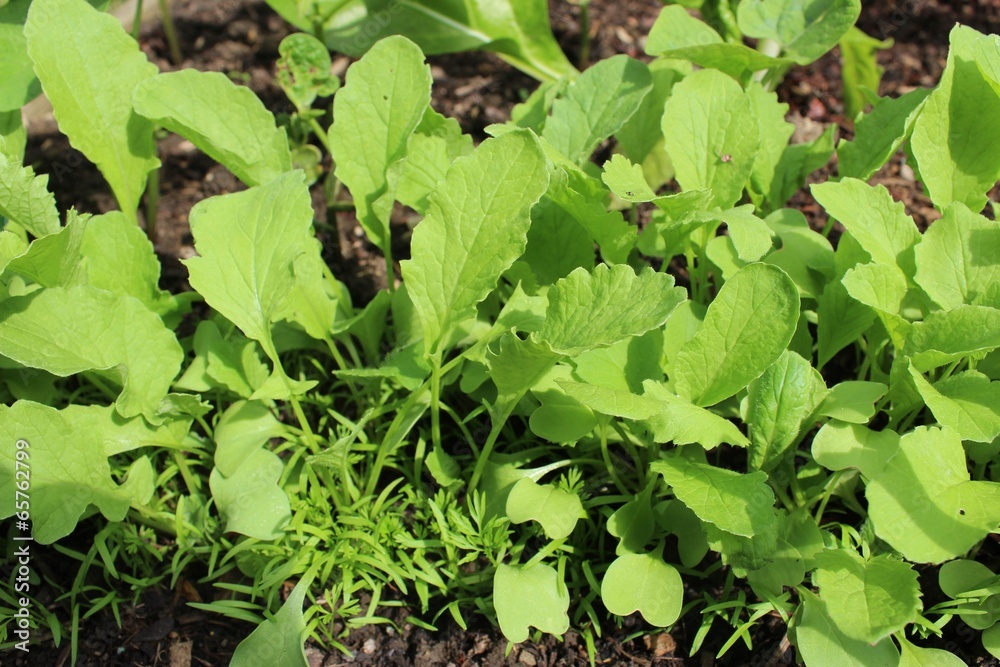 Fototapeta premium plants de radis et carottes