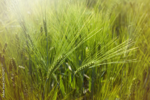 ear of barley in mai