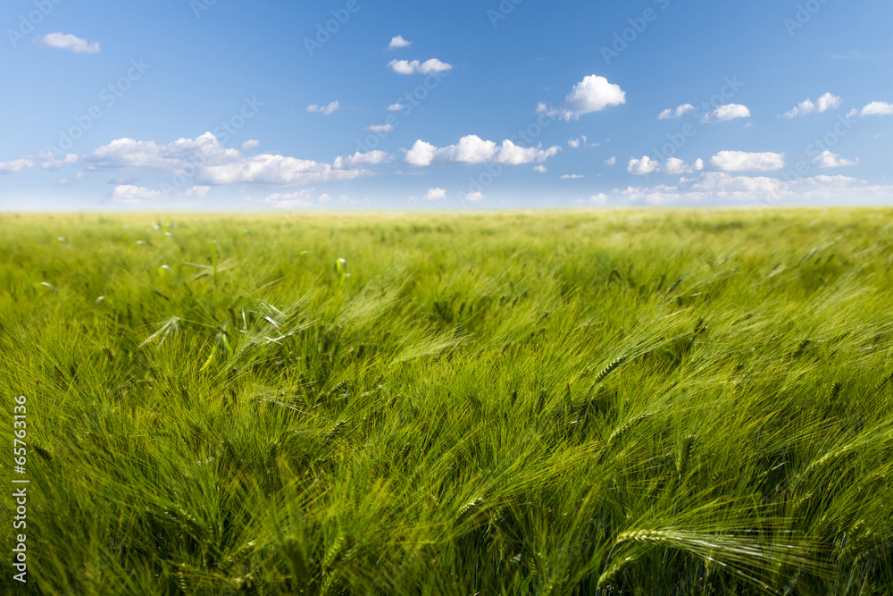 green field of barley