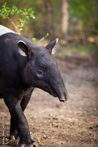 Malayan Tapir  also called Asian Tapir  Tapirus indicus 
