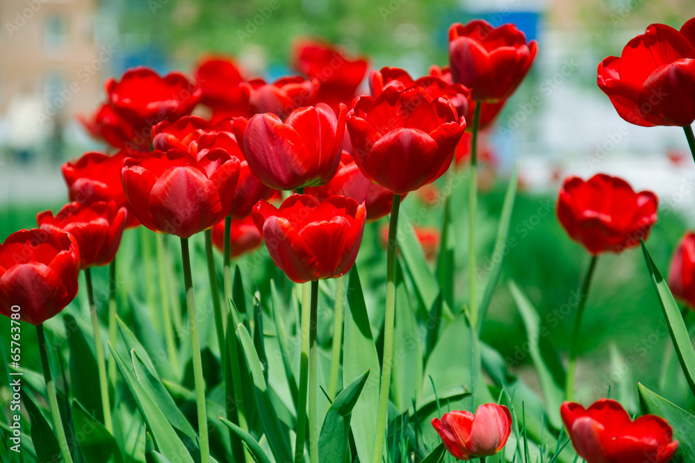 Fototapeta premium Colorful tulips