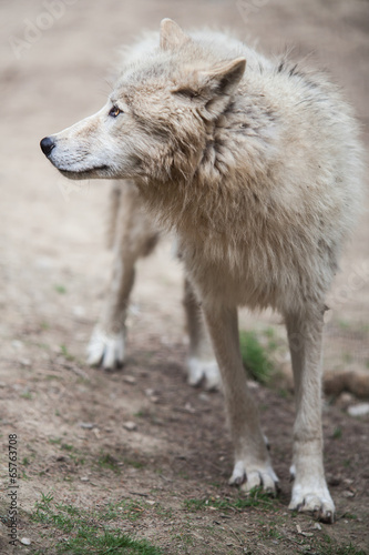 Arctic Wolf  Canis lupus arctos  aka Polar Wolf or White Wolf