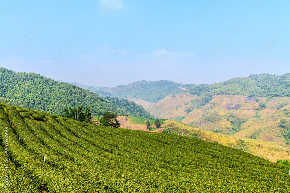 Tea Plantations with blue sky beautiful ,Thailand