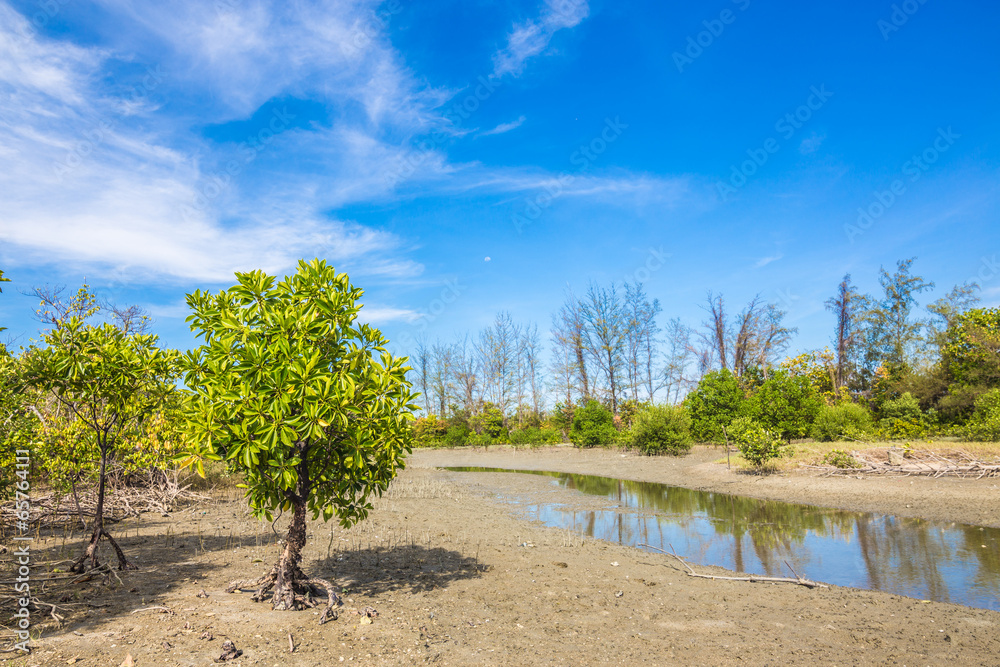 Mangrove trees and roots on the beach of the sea Mangrove trees and roots on the beach of the sea