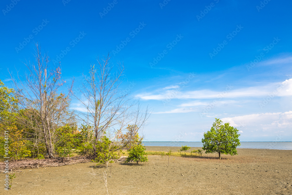 Mangrove trees and roots on the beach of the sea