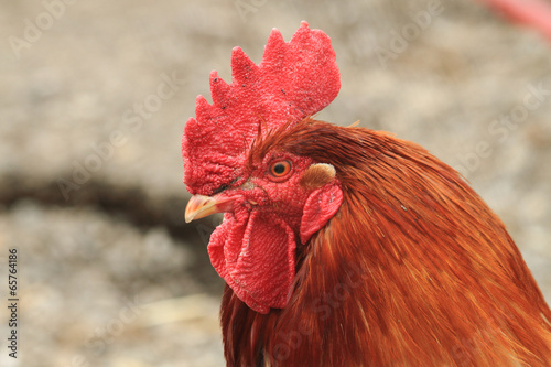 head of rooster