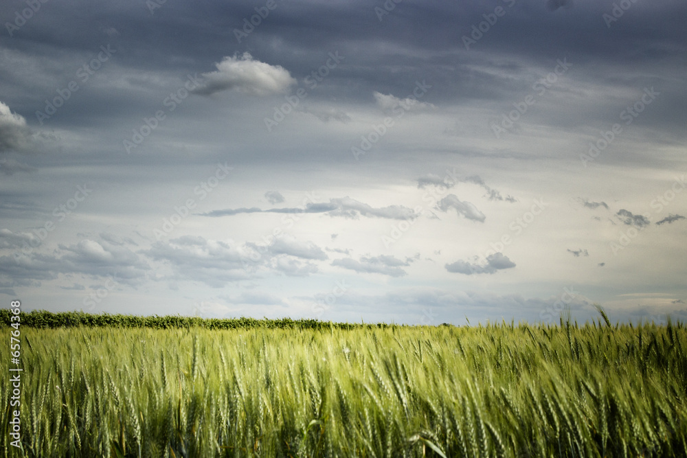 Wheat fields in Italian countryside