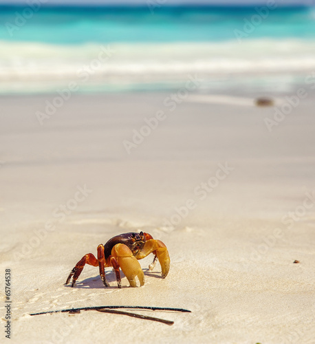 crab