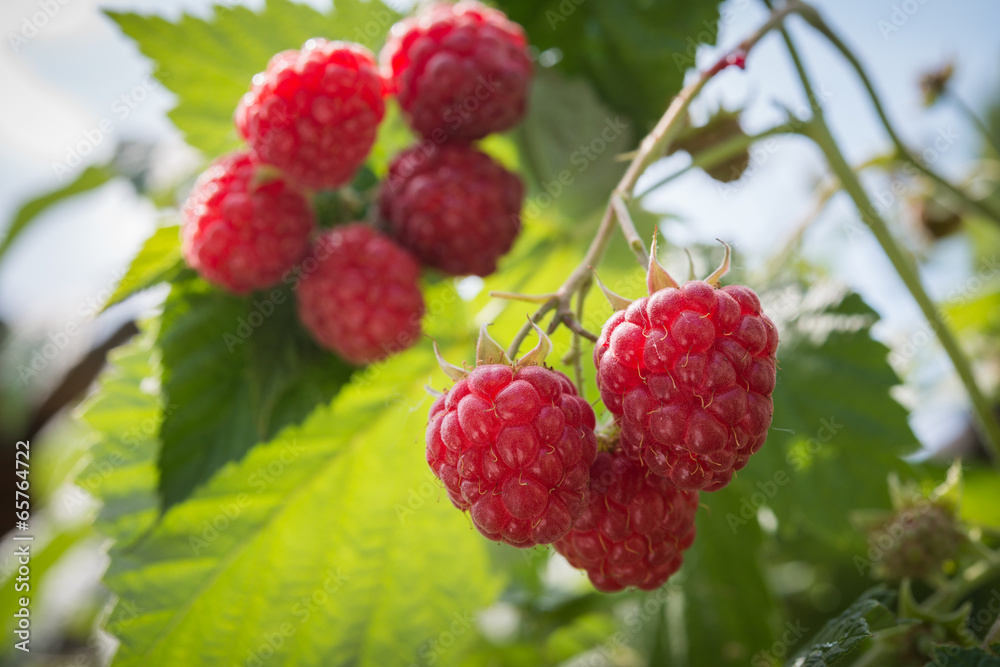 raspberries growing raspberries growing