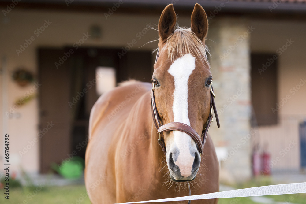 Fototapeta premium horse outside the house