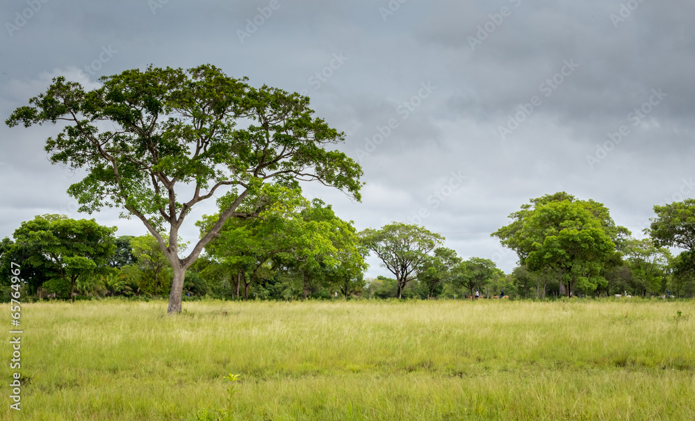 Landscape of the horse riding field,Pantanal Landscape of the horse riding field,Pantanal