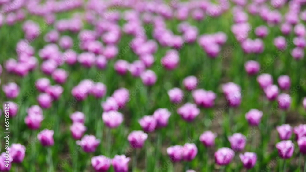 purple with white border tulips blooming varieties of Arabian My purple with white border tulips blooming varieties of Arabian My