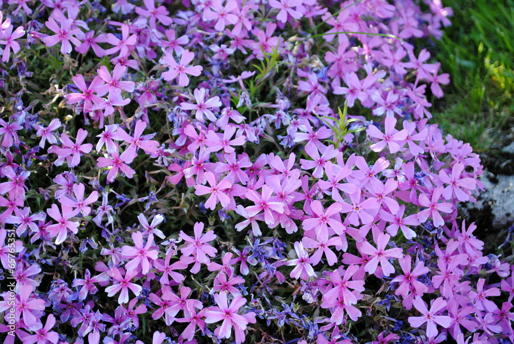 Lila Phlox Lila Phlox