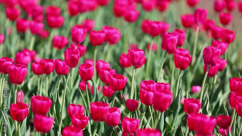 field of red tulips blooming - shallow depth of field field of red tulips blooming - shallow depth of field