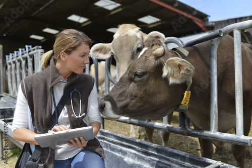 Fototapeta Naklejka Na Ścianę i Meble -  Veterinarian checking on herd's health in barn