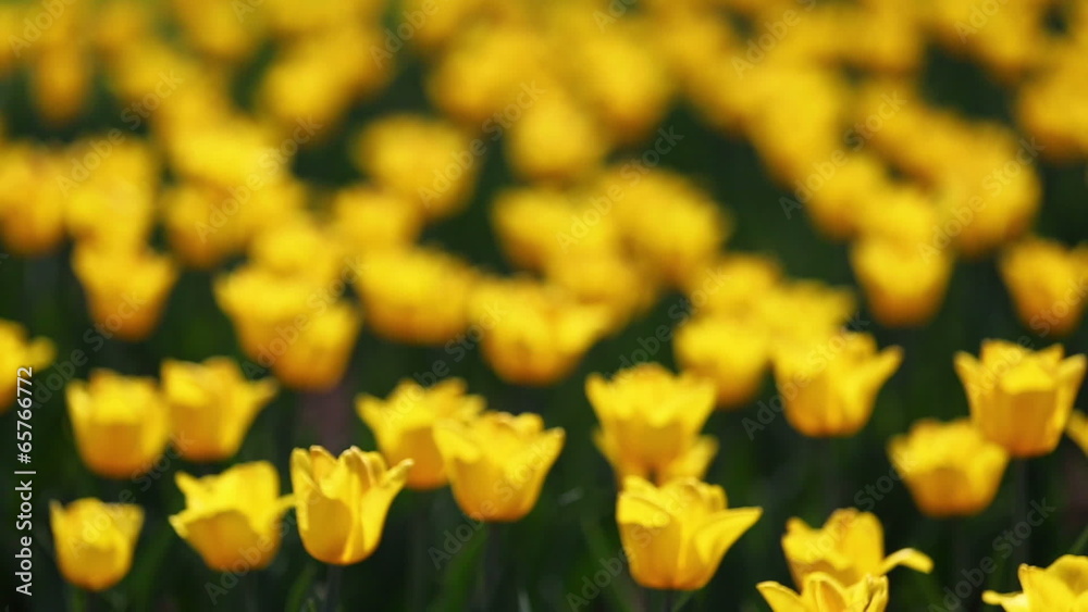 field of yellow tulips blooming - rack focus field of yellow tulips blooming - rack focus