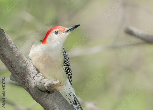 Red bellied wood pecker photo