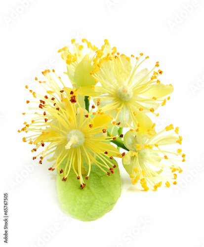 Dekoracja na wymiar  linden-flowers-closeup